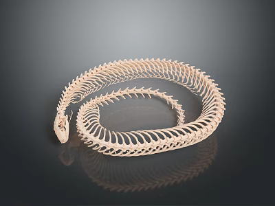 Detailed Snake Skeleton In Coiled Spiral Shape With Light Beige Hue And Smooth Texture 3d model
