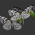 Modern Butterfly Caterpillar Caterpillar Color Butterfly 3d model