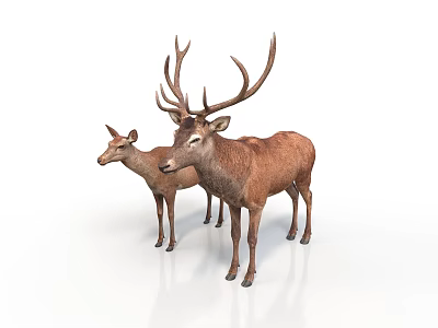Two Brown Deer Adult And Fawn With Large Antlers On White Background 3d model
