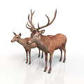 Two Brown Deer Adult And Fawn With Large Antlers On White Background