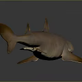 Brown Shark With Pointed Snout And Dorsal Fins On Gray Reflective Surface