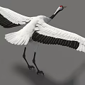 White Crane With Red Crown Spreading Wings And Black Wing Tips Standing Gracefully 3d model