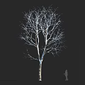 Tall Leafless Arbor With Human Silhouette On Black Background Showcasing Height