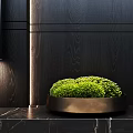 Bonsai Plant In Brass Pot On Marble Countertop With Dark Wooden Background And Lighting