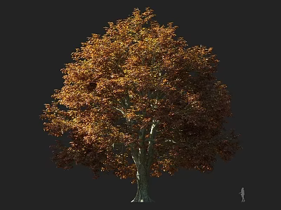 Tall Arbor With Vibrant Orange Yellow Leaves And Full Crown Against Dark Background 3d model