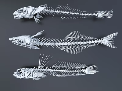 Intricate Fish Skeleton Sculptures In Metallic Silver With Detailed Bone Structures 3d model