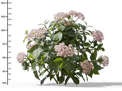 Pink Flowering Plant With Green Leaves In Full Bloom For Garden 3d model