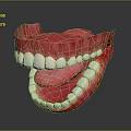 Human Mouth Anatomical 3D Model With Red Gums And White Teeth On Dark Background