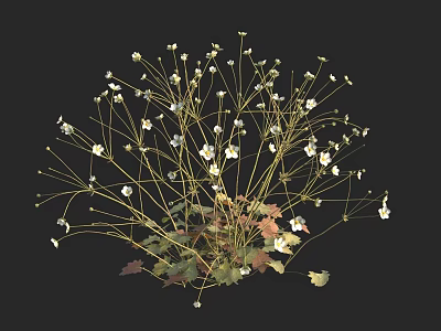 Clustered White Small Flowers With Slender Stems Green And Red Leaves Against Black Background 3d model