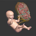 Detailed Fetal Model With Transparent Container And Red Organ Structure