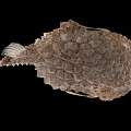 Spiky Brown Pufferfish Aquatic Animal With Large Eyes And Detailed Body Texture