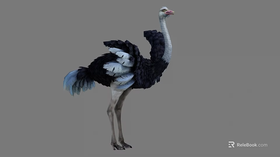 Realistic Ostrich Standing With Black White Feathers Blue Tail And Long Neck 3d model 