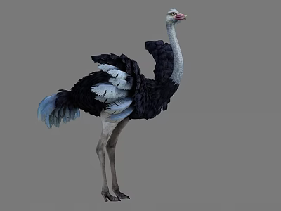 Realistic Ostrich Standing With Black White Feathers Blue Tail And Long Neck 3d model