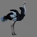 Realistic Ostrich Standing With Black White Feathers Blue Tail And Long Neck