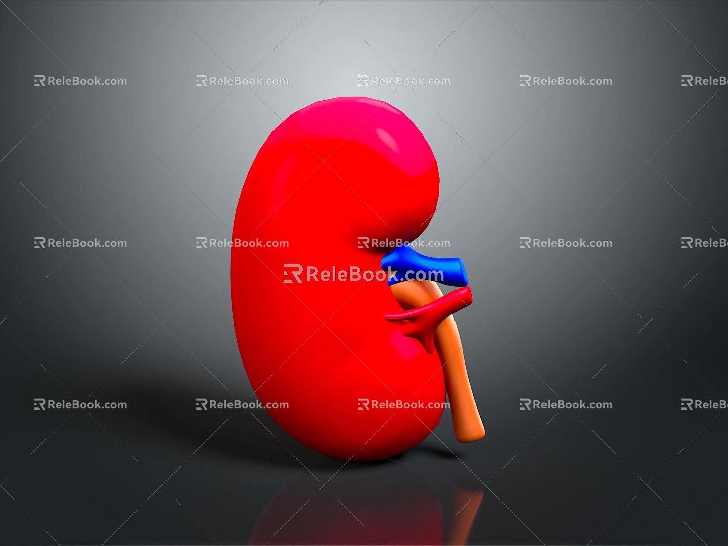 kidney kidney temper organ human organ human body organ human body tissue human body structure 3d model