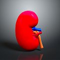 kidney kidney temper organ human organ human body organ human body tissue human body structure 3d model