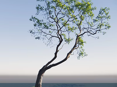 Tall Arbor With Curved Trunk And Green Leaves Against Blue Sky Background 3d model