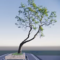 Tall Arbor With Curved Trunk And Green Leaves Against Blue Sky Background