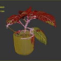 Tropical Houseplant With Green Leaves White Stripes And Red Stems In Pink Ribbed Pot