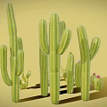 Various Cacti Plants Including Tall Columnar And Small Round Types With Pink Flowers
