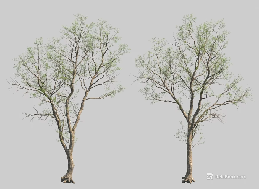 Two Trees With Slender Branches And Fresh Green Leaves Standing Side By Side 3d model