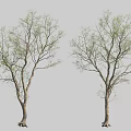Two Trees With Slender Branches And Fresh Green Leaves Standing Side By Side 3d model