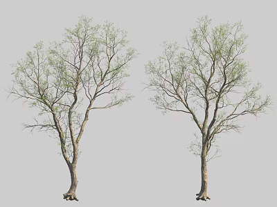 Two Trees With Slender Branches And Fresh Green Leaves Standing Side By Side 3d model