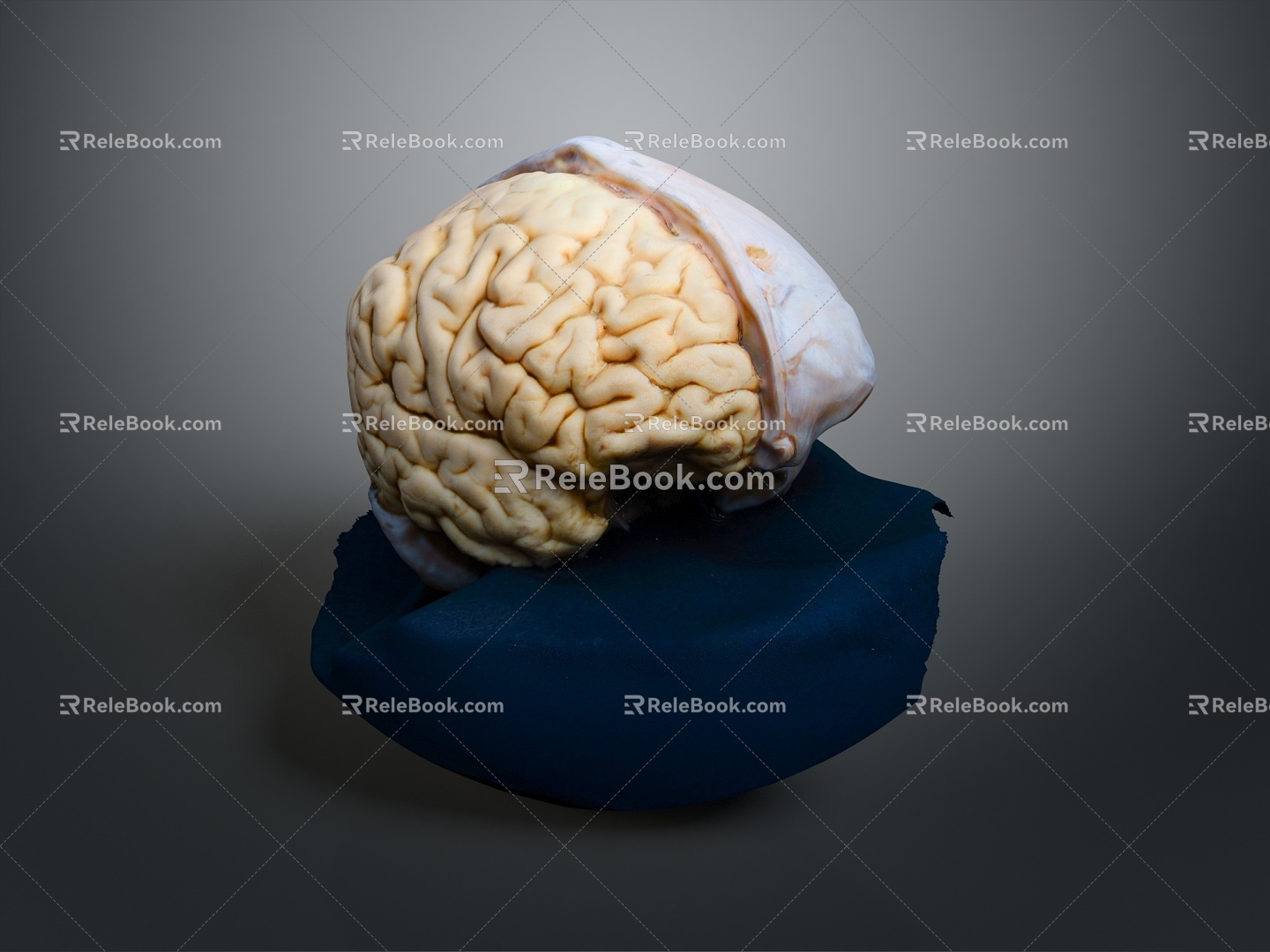 Human Brain Human Brain Brain Structure Head Planer Face Human Head Planer Face Human Brain Planer Face Structure 3d model