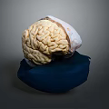 Medical Device Anatomical Brain Model Placed on Blue Base