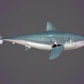 Blue Gray Shark Aquatic Animal With Streamlined Body Sharp Fins And Swimming Pose