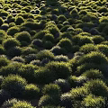Thriving Lush Flowers and Plants in Dense Clustered Bushes Natural Growth