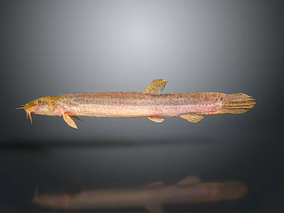 Slender Brownish Yellow Freshwater Fish With Whiskers And Reflection On Gray Background 3d model