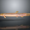 Slender Brownish Yellow Freshwater Fish With Whiskers And Reflection On Gray Background