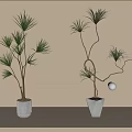 Potted Bonsai Trees In White Pots With Slender Curved Branches And Green Leaves