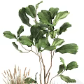 Large Green Leaf Potted Plant With Small Herb Pots And Natural Stems