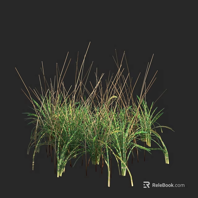 Lush Green Grass Plants With Slender Stems And Cluster In Dark Background 3d model 