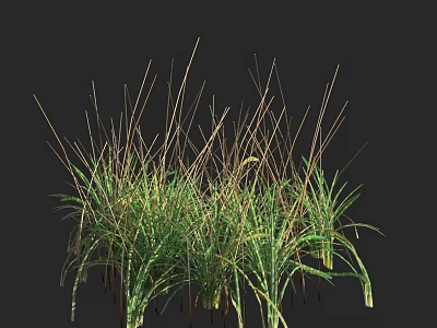 Lush Green Grass Plants With Slender Stems And Cluster In Dark Background 3d model