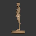 Standing Golden Human Muscle Anatomical Model for Medical Education on Black Base