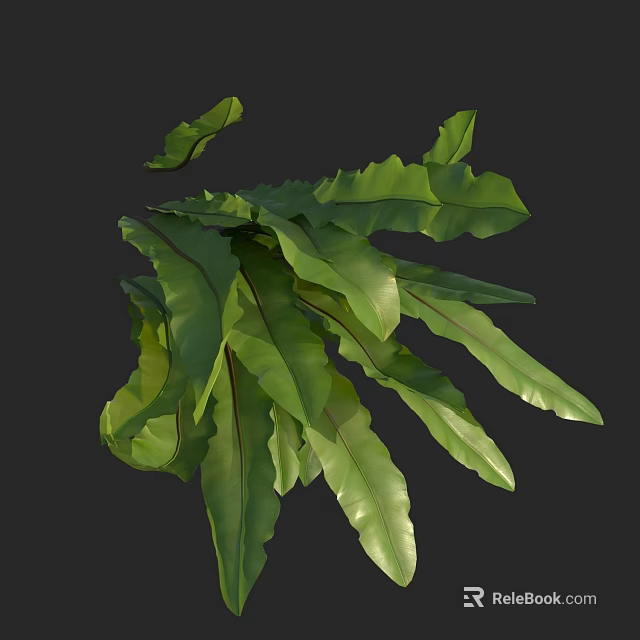 Vibrant Green Broad Fern Leaves Showcasing Prominent Veins In Natural Growth Form 3d model 