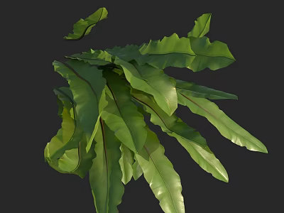 Vibrant Green Broad Fern Leaves Showcasing Prominent Veins In Natural Growth Form 3d model