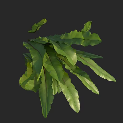 Vibrant Green Broad Fern Leaves Showcasing Prominent Veins In Natural Growth Form 3d model