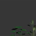 Green Leafy Plants with Large Round Lotus Leaves and Broad Stems on Dark Reflective Surface