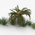 Lush Palm Tree Surrounded by Green Grass and White Flower Cluster