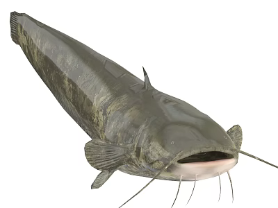 Dark Bodied Freshwater Catfish with Long Whiskers and Open Mouth as Aquatic Animal 3d model