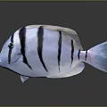 3D Rendered Fish With Black And White Stripes And Blue Tail On Dark Background