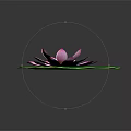 Pink Water Lily With Green Lily Pad On Water Surface And Reflection