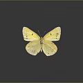 Yellow Butterfly With Spotted Wings On Dark Background And Reflection Close Up View