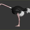 Black Ostrich With Pink Neck Long Legs And Feathered Body Standing Tall