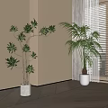 Indoor Bonsai Potted Plants In White Pots Near Window With Natural Light