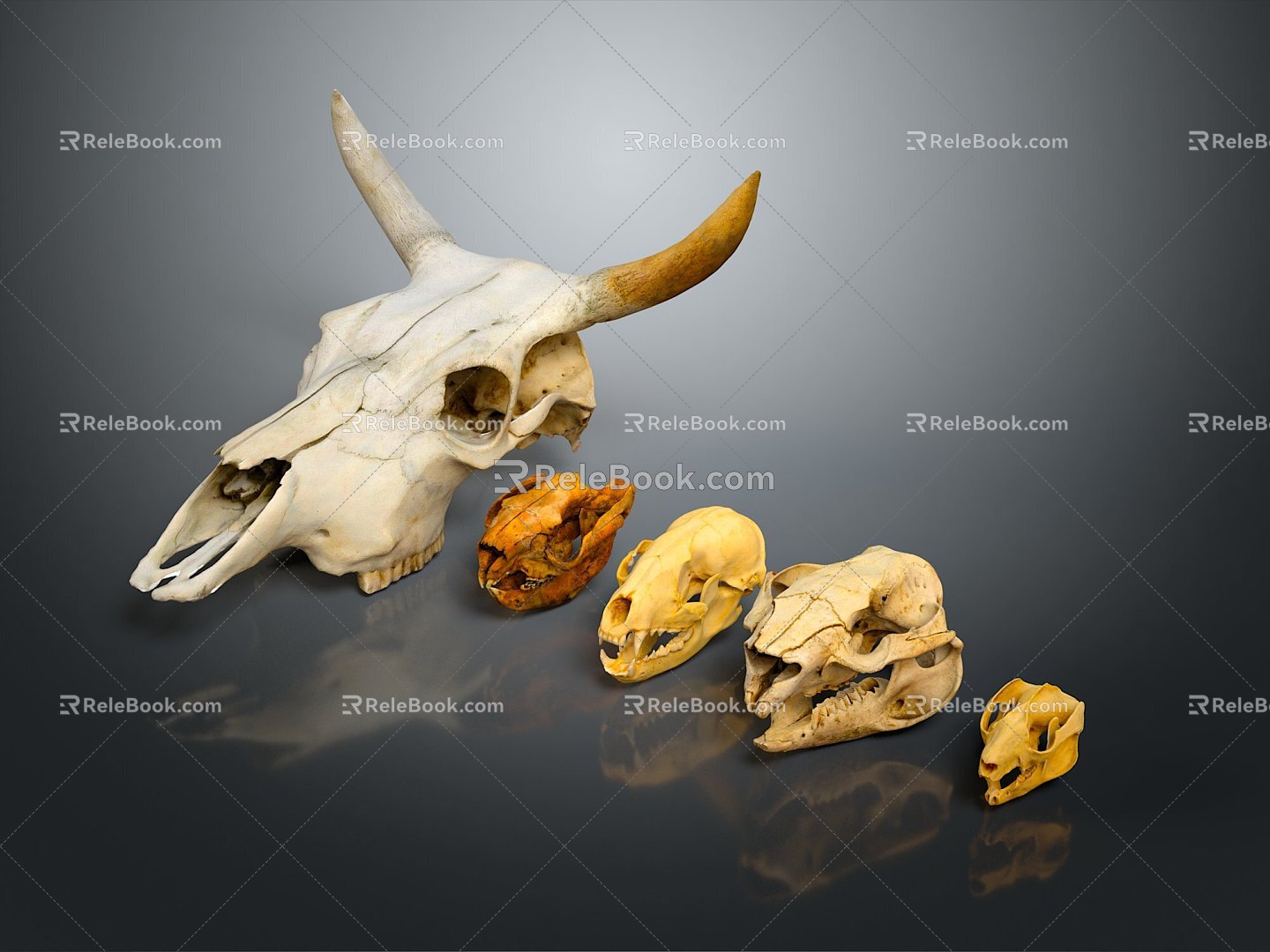 Skull Animal Skull Saber-toothed Tiger Skull Skull Fossil Skeleton Animal Skeleton Animal Skeleton Animal Skeleton 3d model